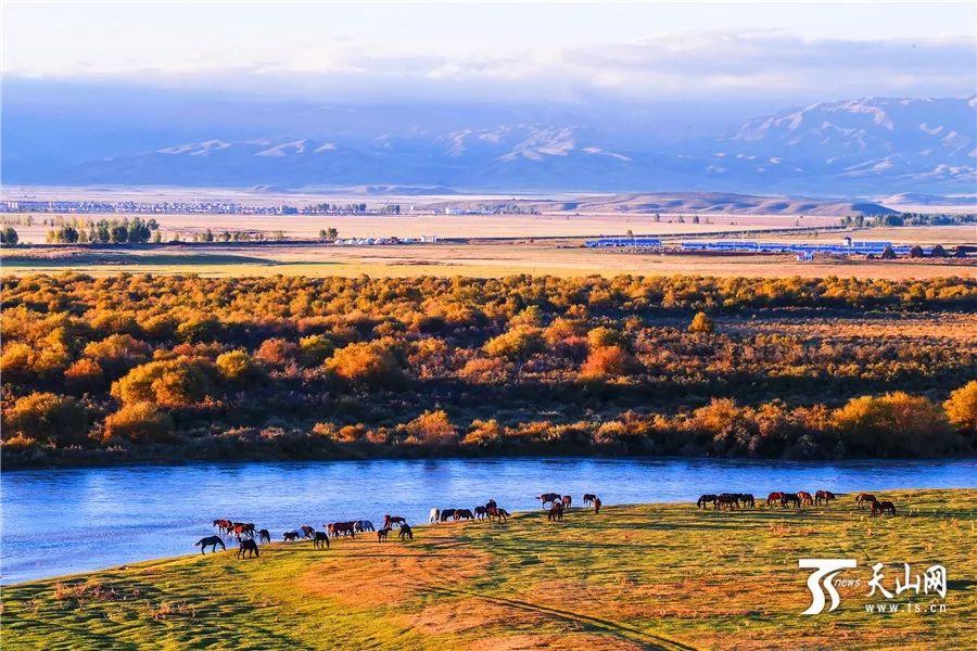 新疆,致敬领导与同胞的深情呼唤
